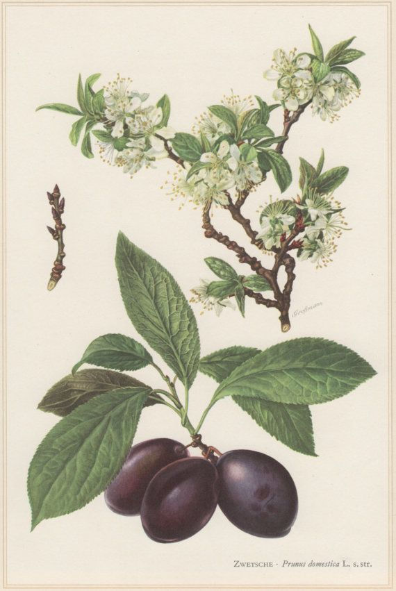 The Quetsche - Prunus domestica