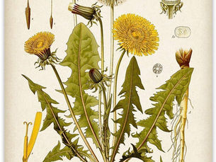 Dandelion - Taraxacum officinale
