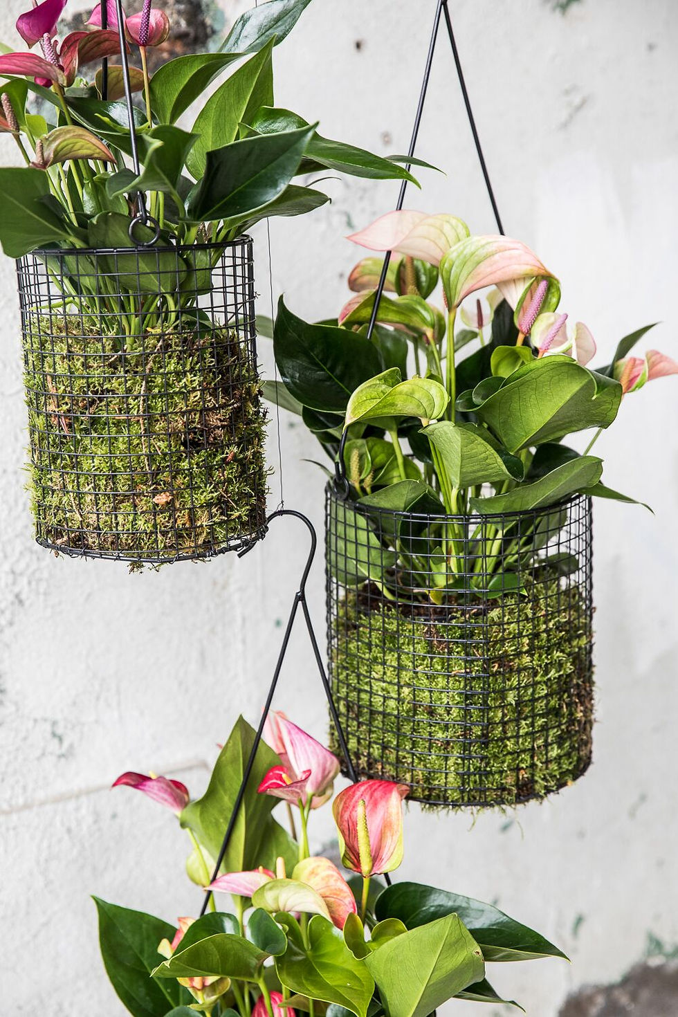 anthurium plant hangend