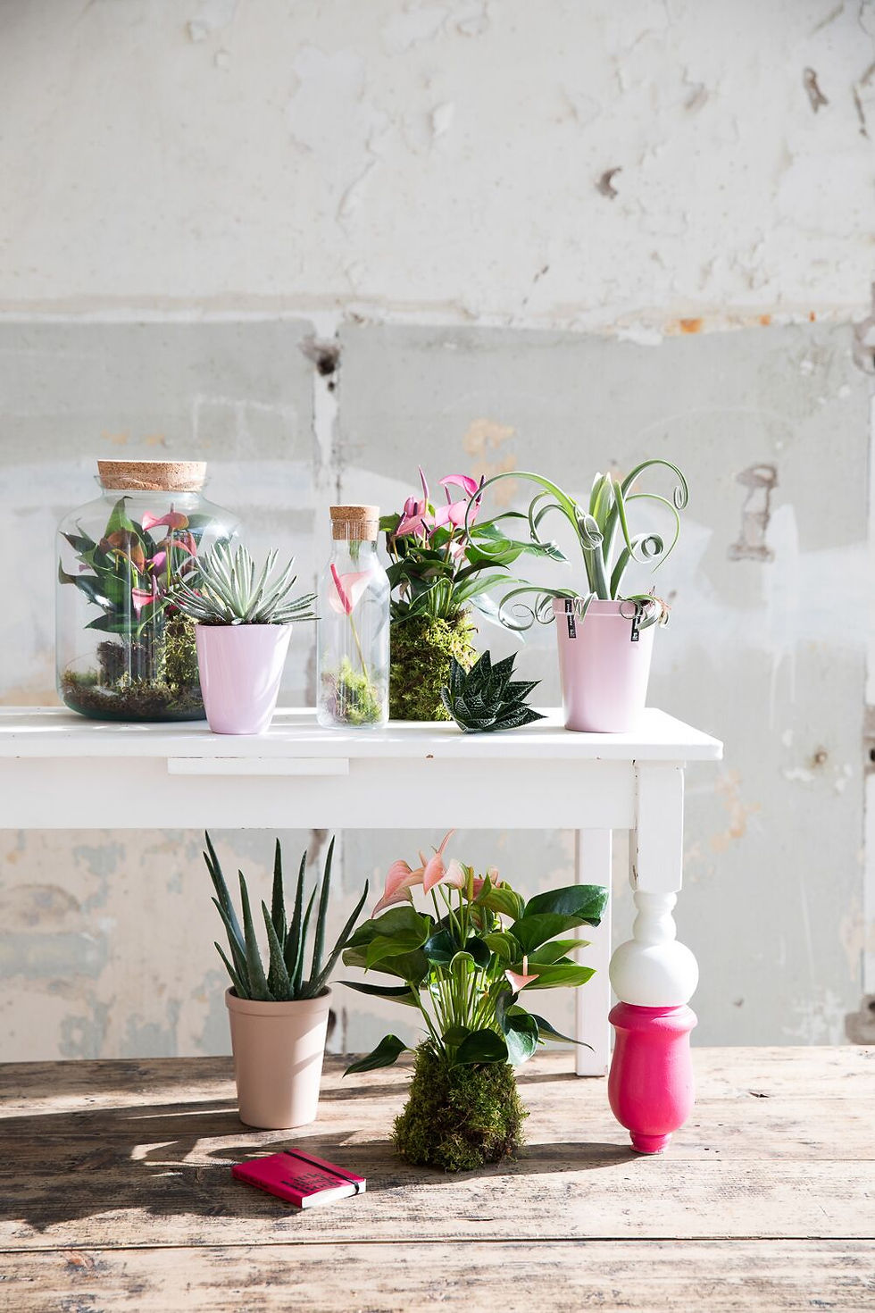 anthurium plant 6
