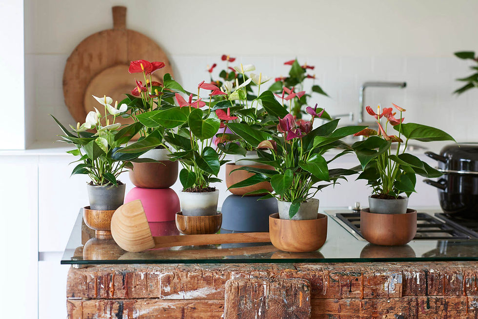 Anthurium planten Dekker Anthuriums.jpg