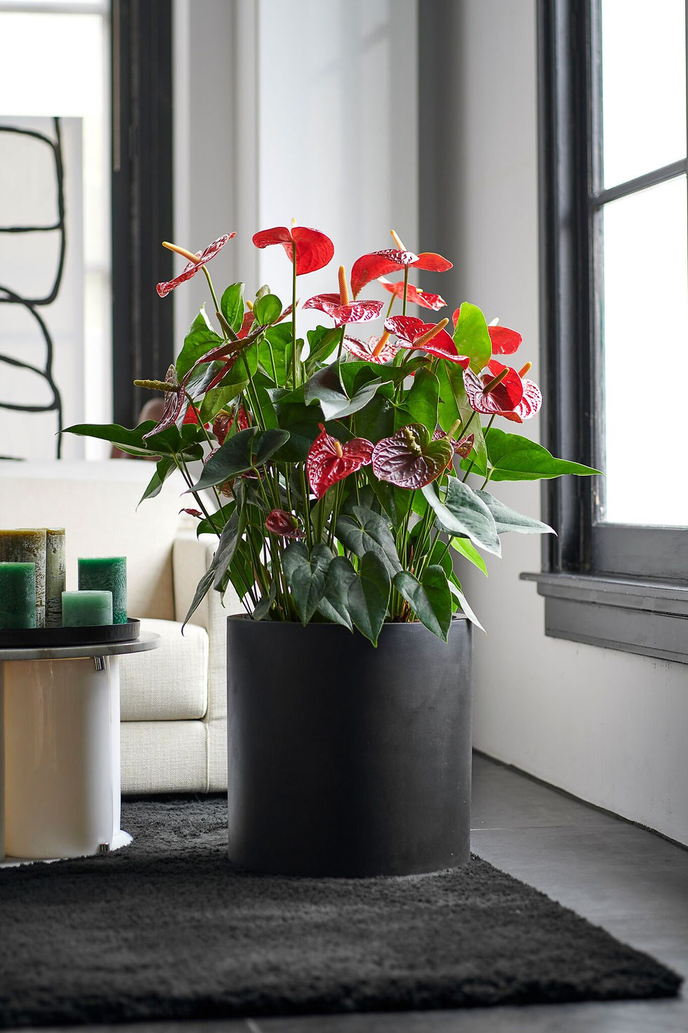 anthurium plant