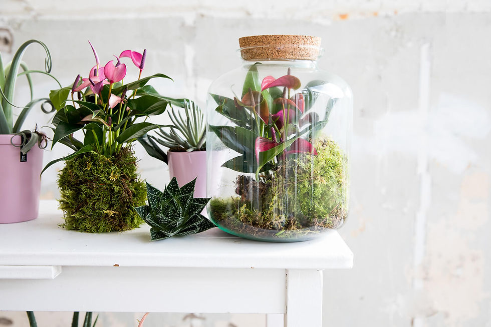 Dekker Anthuriums