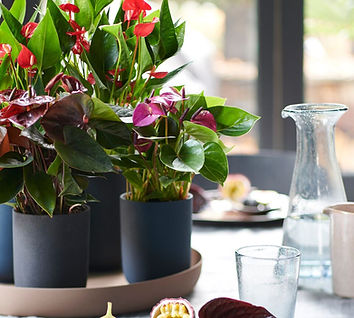 anthurium planten.jpeg