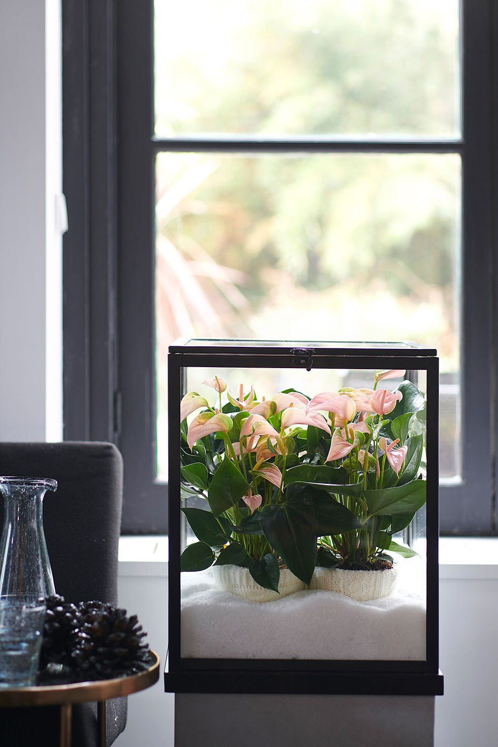anthurium plant mooi wat planten kunnen doen