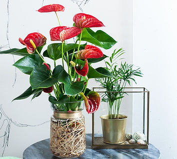 anthurium plant 2.jpeg