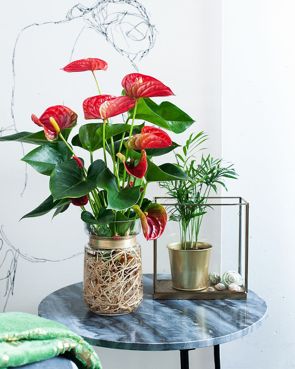 anthurium plant 2