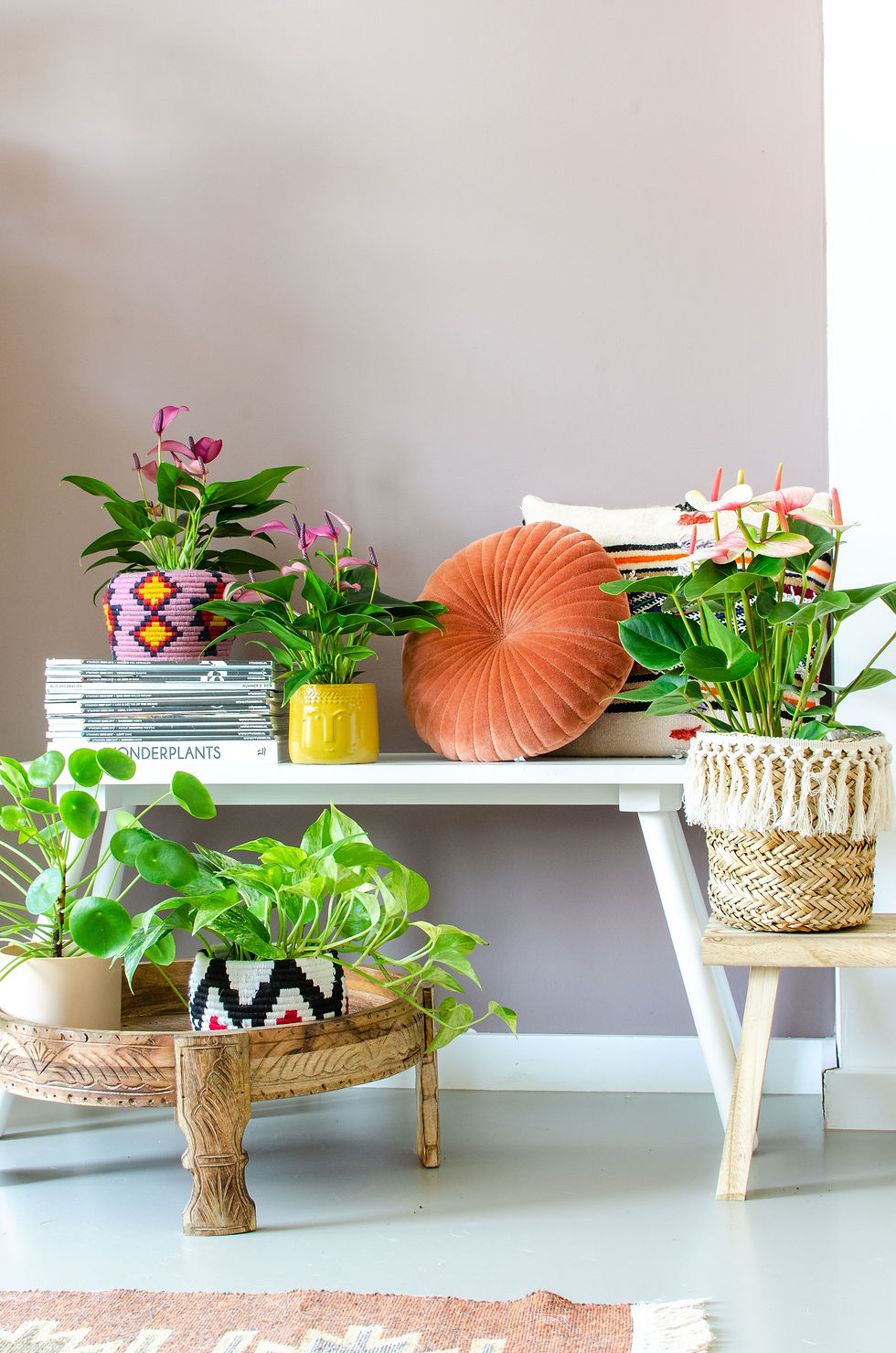 anthurium plant 3