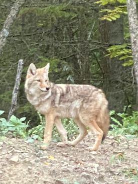 wildlife at Balsam Harbour Resort