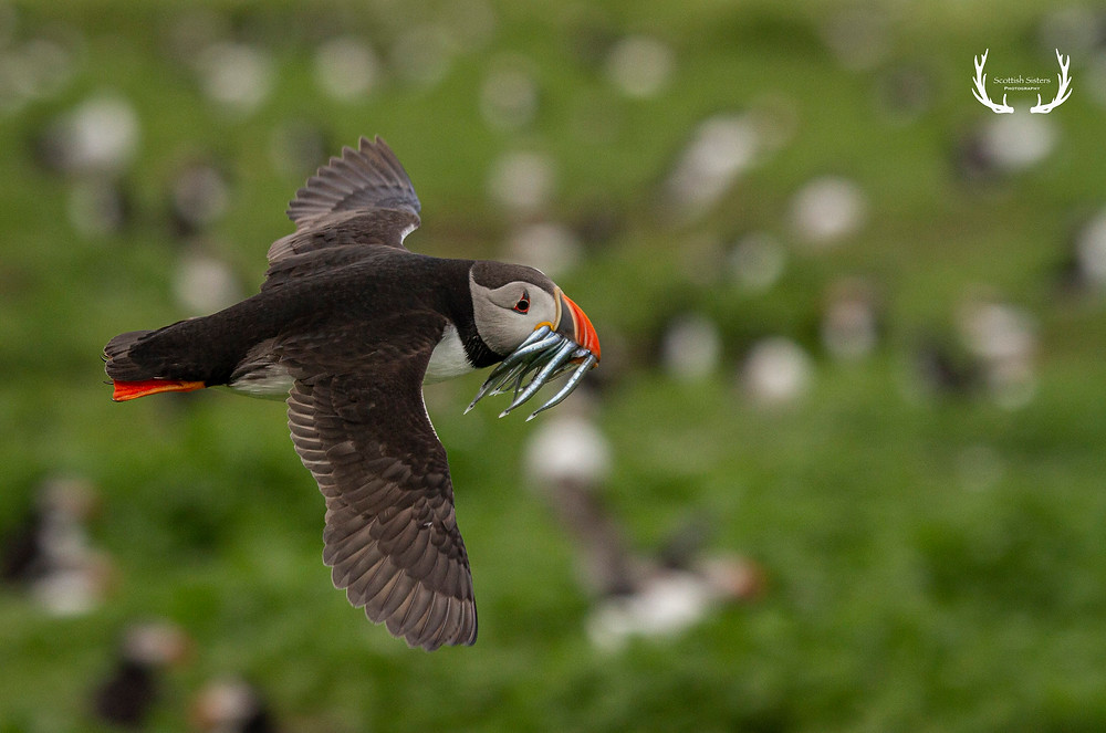 Puffin flying with sand eels