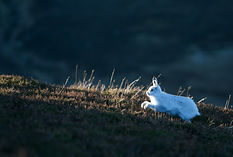 Mountain Hare running up hill