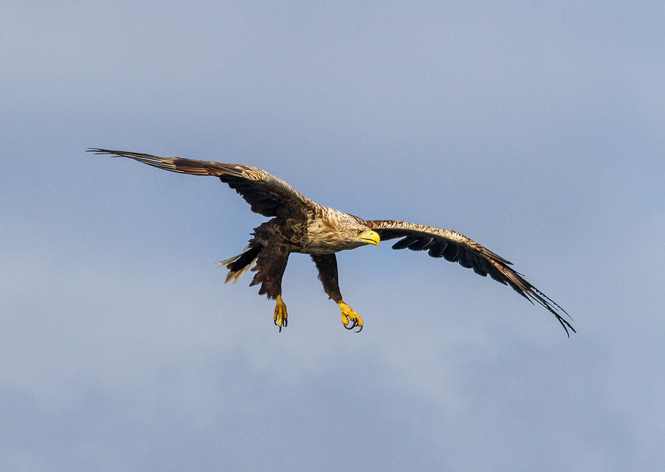 Sea Eagle flying