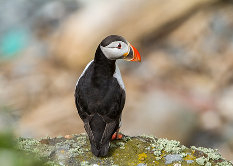 Puffin