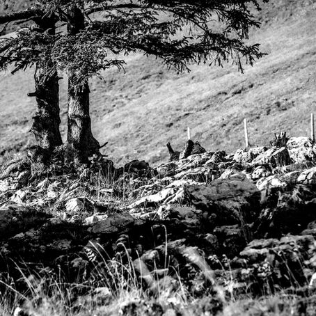 Niederbauen & Choltal