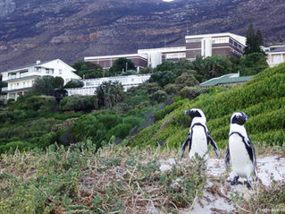 Simons Town & Cape Point