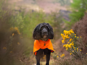 Around Caban Reactive Dog Hike, The Elan Valley