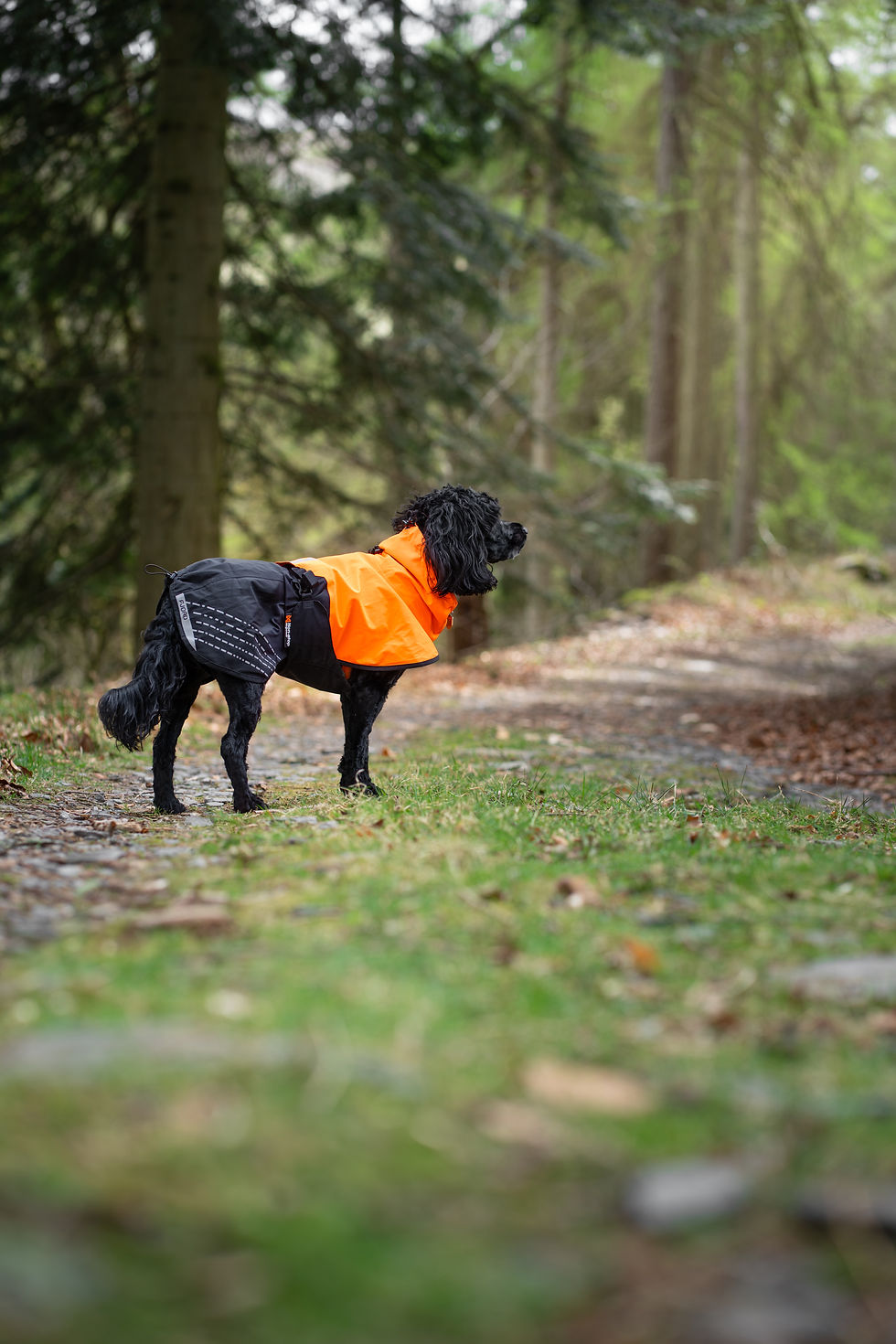 Mulder in the forest