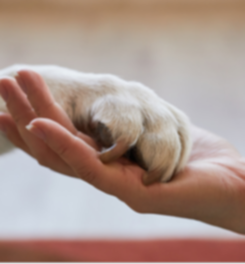 amour chien humain.png