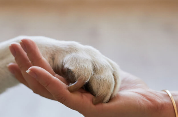amour chien humain_edited_26ko.jpg