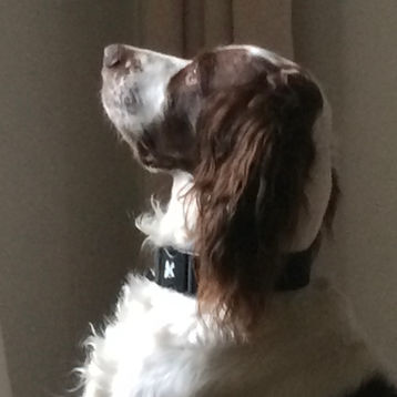 Hommage à un chien nommé Corto
