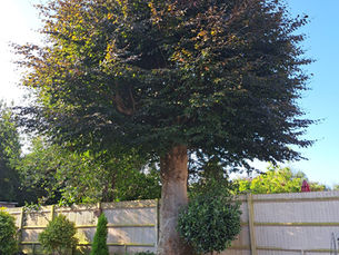 Tree Thinning and Shaping Services in Hastings & Battle