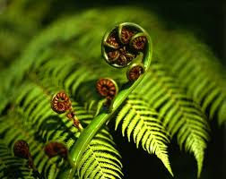 koru