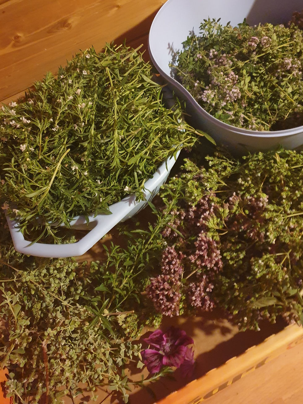 Mardi-Découverte à l'Orée des Terres - séchage de plantes