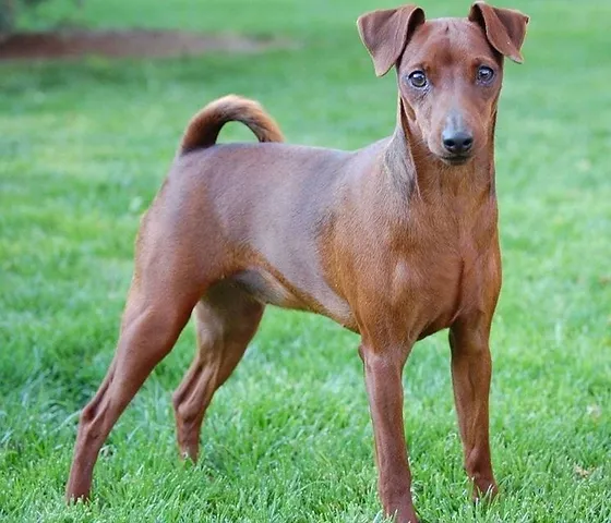 Pinscher Rifugiomagico