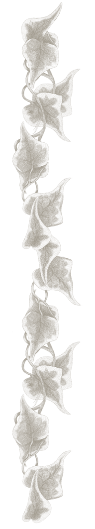 Backs 3_edited_edited_edited_edited.png