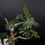サムネイル： Senna meridionalis