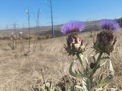 foto alcachofa de fracc. Monarcas