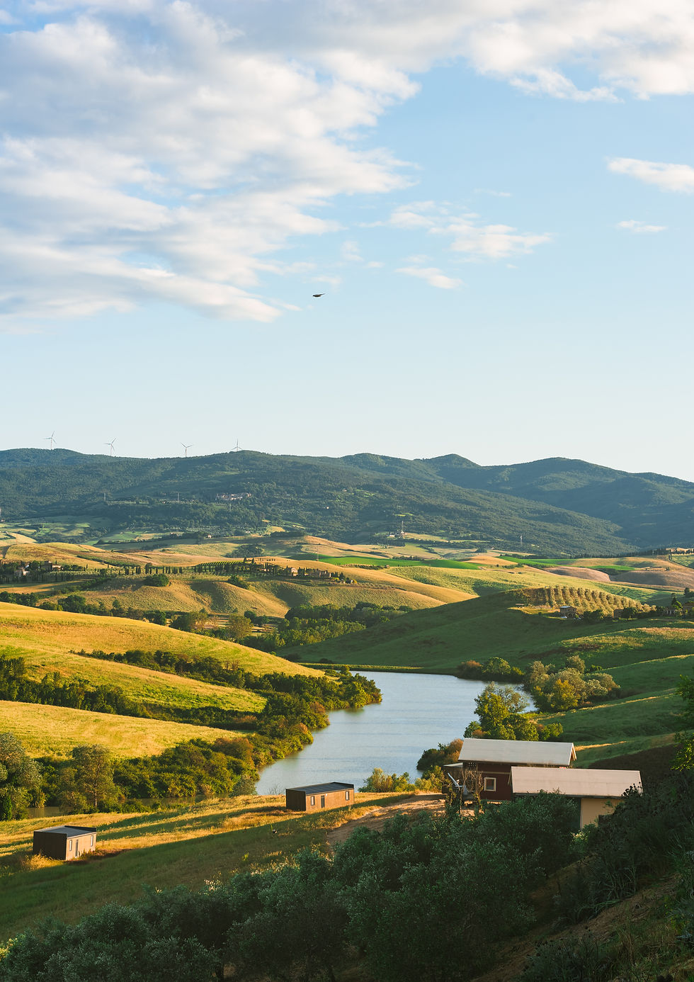 Tuscany landscape photography print featuring olive trees
