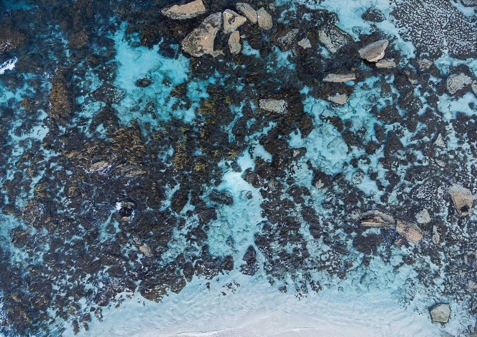 Coral reef photography print taken in Albany, Western Australia