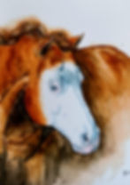 Portrait animalier cheval cheval Oeil bleu
