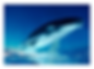 Humpback  Whale I Mounted Print