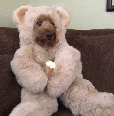 giphy (1).gifsdvsdfsadf.gif