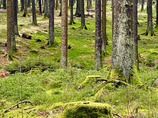 Im Wald