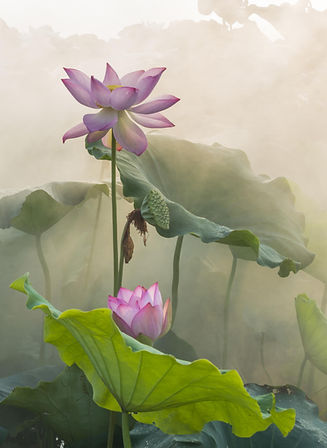 Lotus Flowers in Fog (1).jpg