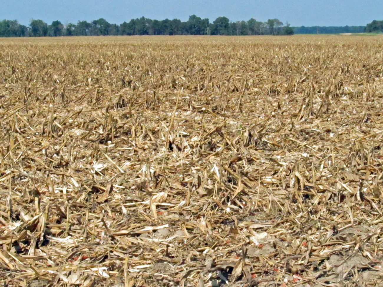 CornStalks21.webp