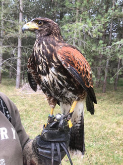 harris hawk
