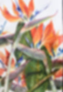 Birds of Paradise-38 x 56 cms-watercolour