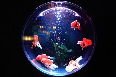 Round Fish Bowl