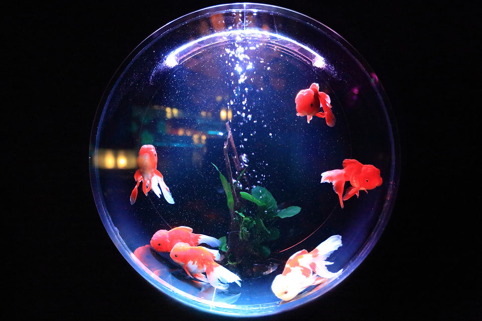 Round Fish Bowl