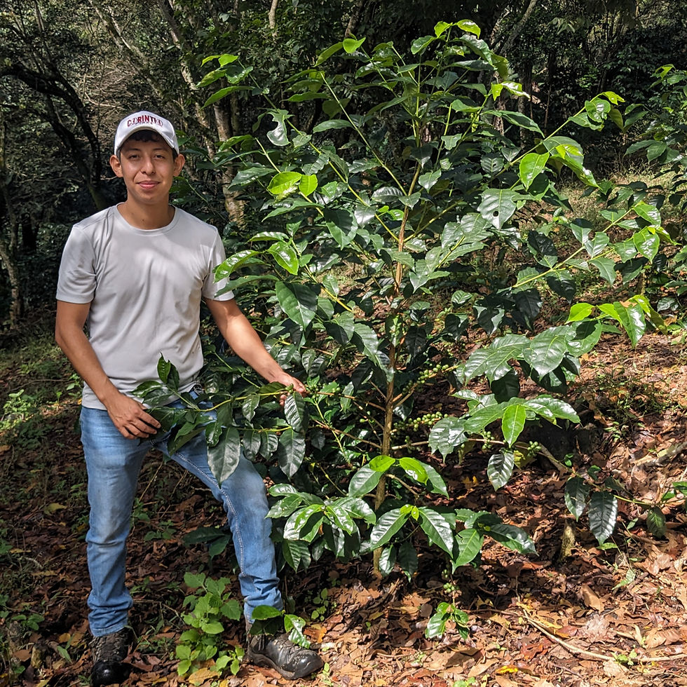 Finca El Corintio Alex