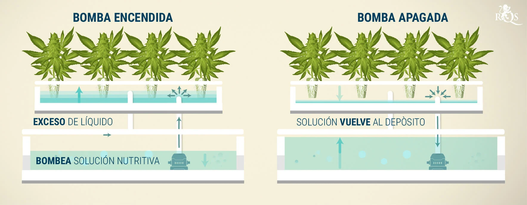 Esquema de sistema de flujo y reflujo de un cultivo de cannabis.