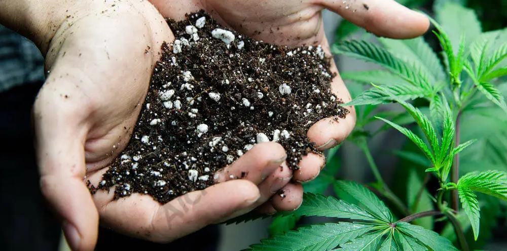 Imagen de dos manos sosteniendo sustrato sobre una planta de marihuana.
