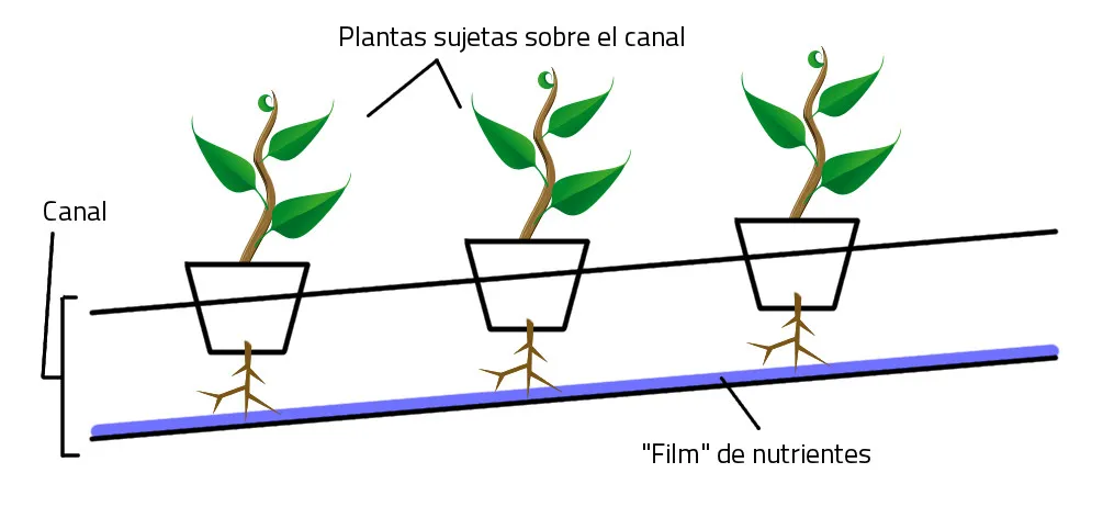 Esquema de sistema de cultivo hidroponico NFT.