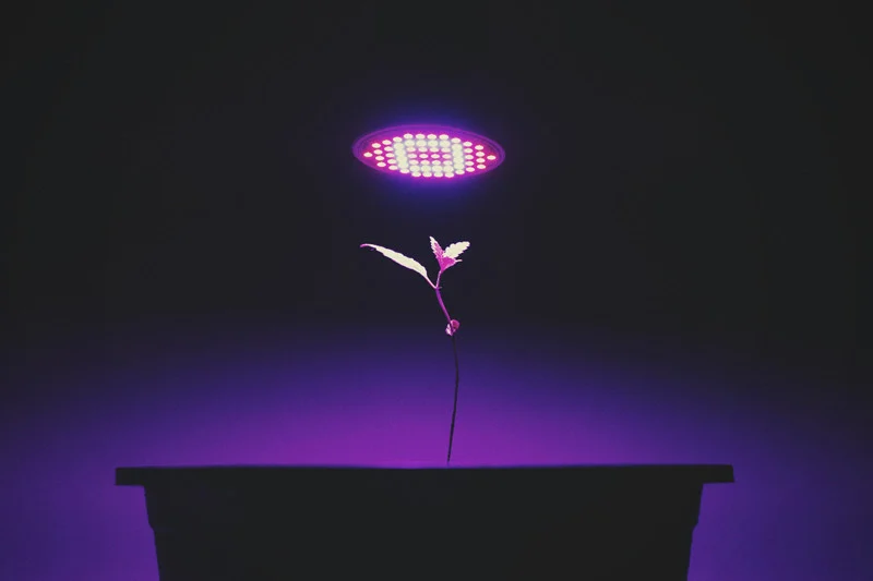 Imagen de una lampara led sobre un pequeño brote de marihuana en crecimiento.
