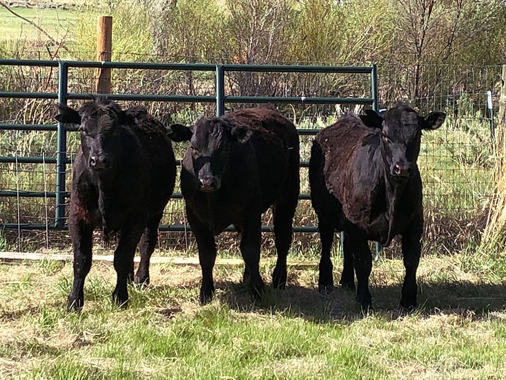3 steers.jpg