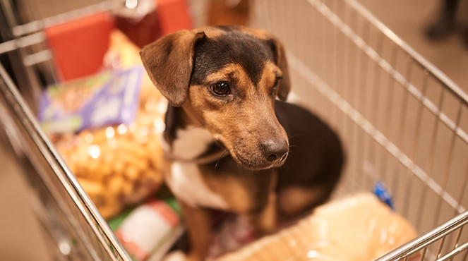 PAAW House Foundation food bank